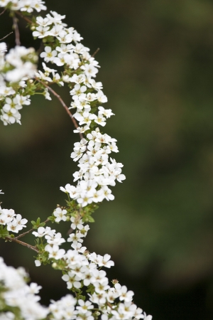 A beautiful flowering tree