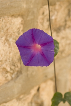 Beautiful flowers of Israel.の写真素材