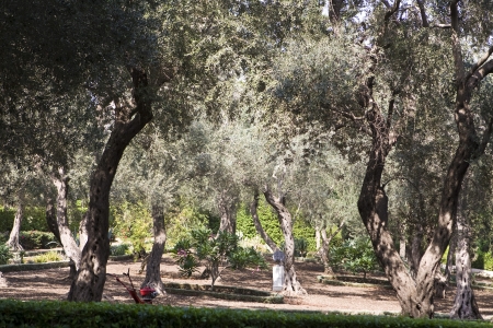 Magnificent park near to center Bahai of religionの写真素材