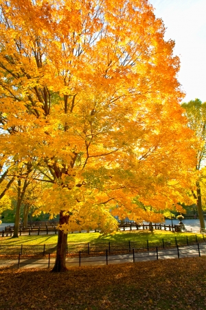 Autumn parkの写真素材