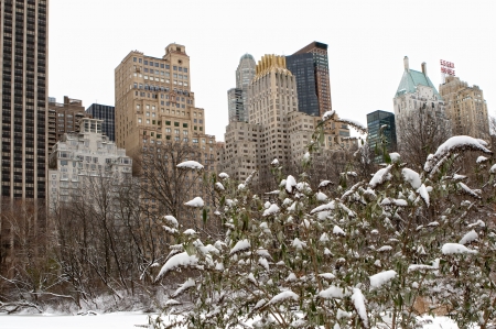 Central park. White winter in Manhattan. の写真素材