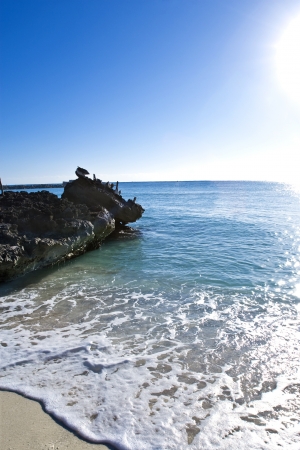 Pelicans are sitting on rocks in Caribbean sea の写真素材