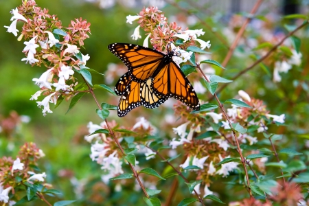 Monarch butterfly