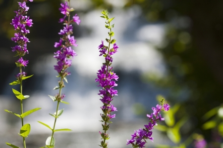 Beautiful summer flowers on a background of waterfall