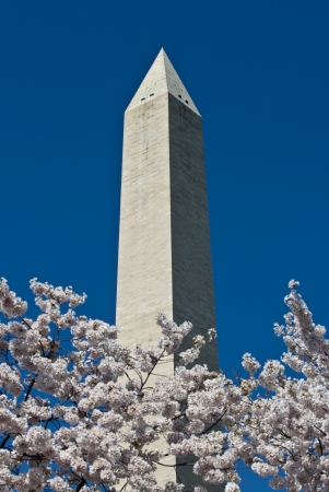 Washington monument on sunny day with blossom treesの写真素材