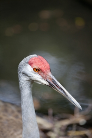 Sandhill crane with beak in sand, close up. Latin name - Grus cannadensis. Focus on head.
の写真素材