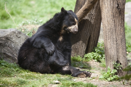 Black bear is posing on the rock.の写真素材