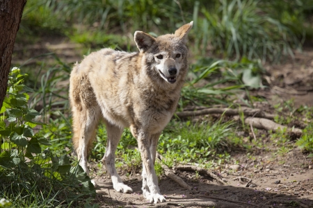 Wolf