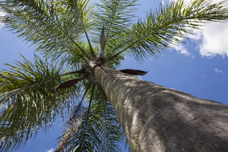 palm tree の写真素材