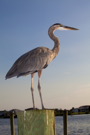Great Blue Heronの写真素材