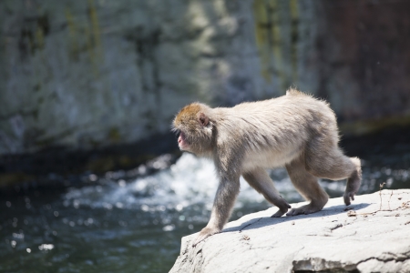 Close-up of a Japanese macaque or Snow monkey, sitting on a rock  
