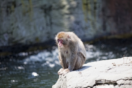 Close-up of a Japanese macaque or Snow monkey, sitting on a rock  の写真素材