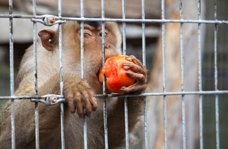 Monkey
