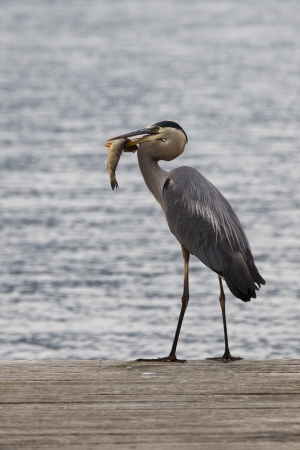 Great Blue Heron- successful fishingの写真素材