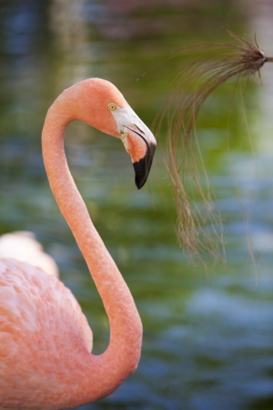 Flamingoの写真素材