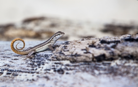 Lizardの写真素材