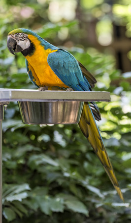 Blue-and-gold Macaw