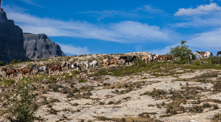 Caravan horses for carry travelersの写真素材