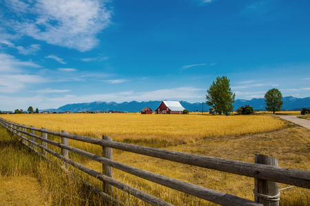 Wheat field with a farmhouse