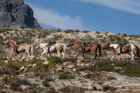 Caravan horses for carry travelersの写真素材