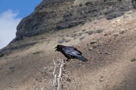 Crow perched on a dead branchの写真素材