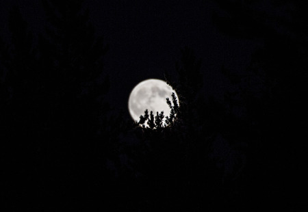 Full Moon over forestの写真素材