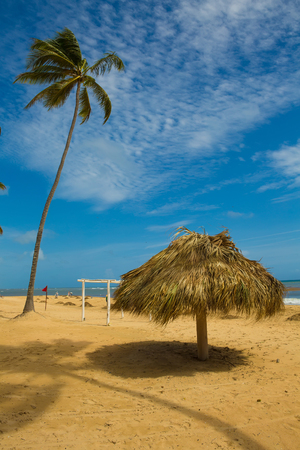 palmの写真素材