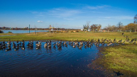 Geese near the pondの写真素材