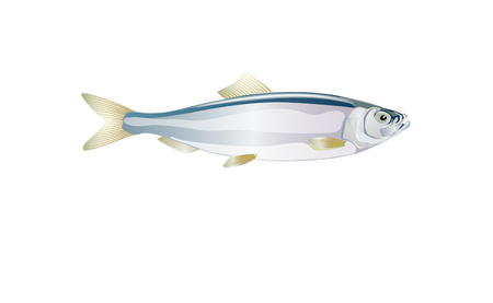 Vector herring. Shad baltic, fish for design seafood packaging and market illustration.のイラスト素材