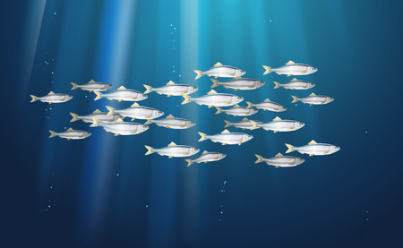 School of herring baltic fish. Marine life. Shad vector illustration optimized from to be used in background design, decoration,のイラスト素材