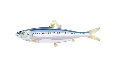 Sardine, Ivasi fish isolated on light background. Fresh fish in a simple flat style. Vector for design seafood packaging and market illustration. EPS10. Marine life or water nature.のイラスト素材