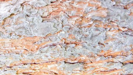 The foto bark young good Larch tree in spring. Rough folds, Nature Texture. Detailed bark light...