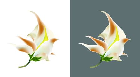 Flower isolated white tropical, exotic design. Art floral bloom one object is isolated on white and dark backgrounds. Vector illustration Eps 10.のイラスト素材