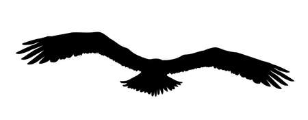 Black silhouette eagle, falcon, hawk or orel isolated on white background. A large predator soar in the air. Clipart icon, graphic simple element for design. Vector illustration Eps 10.のイラスト素材