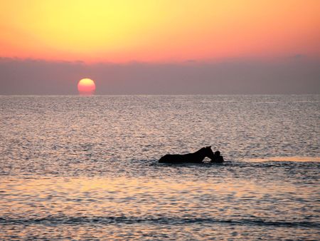 horse in sea at sunsetの写真素材
