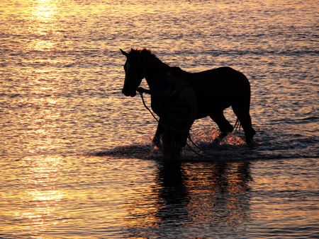 horse after a swim in the sea at sunsetの写真素材