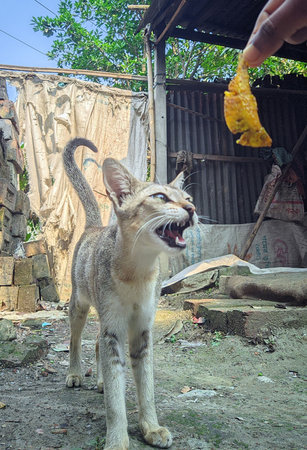 Cat eating food in the village, Thailand. Selective focus.の写真素材