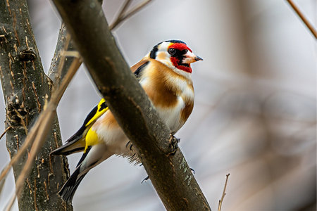 There is a bird perched on a tree branch, with a yellow beak, in a close-up viewの素材