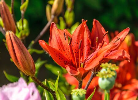 Macro photo nature blooming red flower Lilium bulbiferumの写真素材