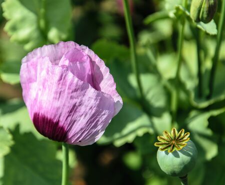Pink flower of blooming poppy on a background of green leaves in the vegetable garden.の写真素材