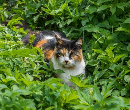 Cat lying in the grass. Observant, charming cat lying in the grass in the garden.