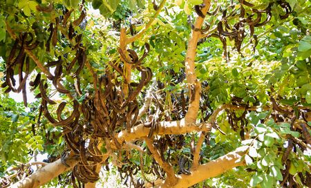 Carob Tree with Carobsの写真素材