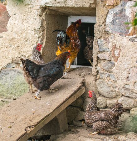 Domestic chickens walking in the backyard and entering an inclined board in the barn.の写真素材