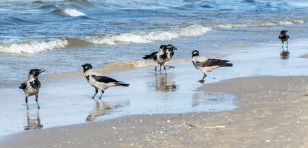 Six gray crows walking in shallow water on a sunny day.