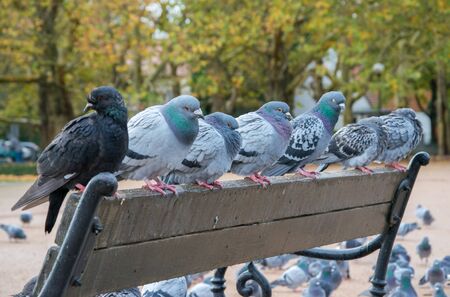 Pigeons sitting on a city park bench on a rainy windy autumn day.の写真素材