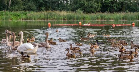 One adult white swan and four young gray swans swim on the lake in the company of ducks.の写真素材