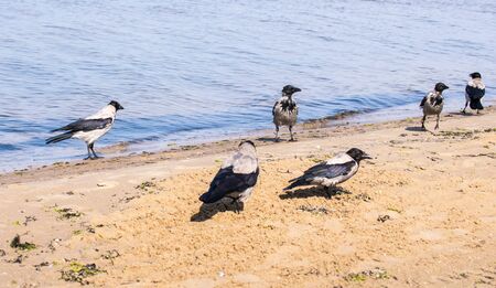 Six gray crows, Corvus Cornix, walking in shallow water.の写真素材