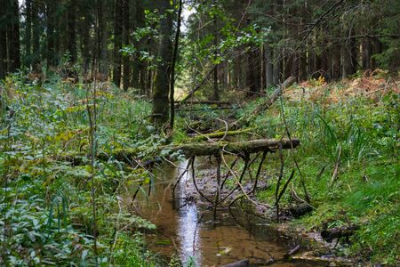 A picturesque stream in the forest. An old dead tree fell into a creekの写真素材