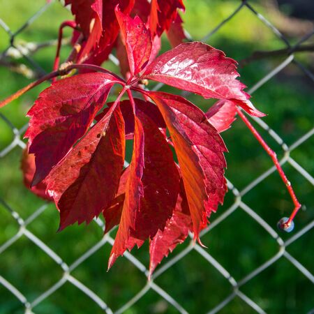 Scarlet autumnal background with wild grapes leaves and black fruits. Purple, ruby leaves of a wild grapes on a fence of rabitsa in the garden in early autumn. Bright colorful autumn background.の写真素材