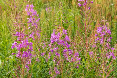 Field of pink blooming sally flowers. Meadow of blossom willow-herb.の写真素材